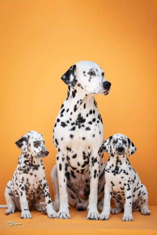 prodajem-dalmatinske-pse-mediolanum-big-1