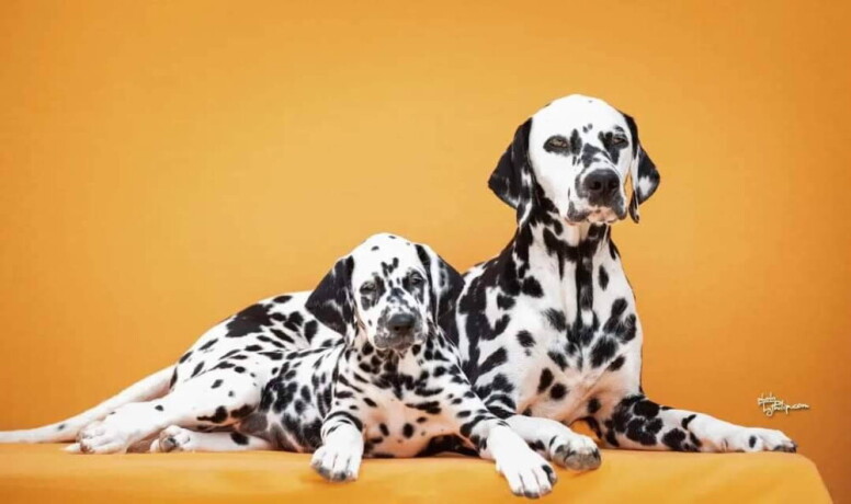 prodajem-dalmatinske-pse-mediolanum-big-2