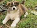 vrhunsko-zensko-stene-akita-inu-japanska-akita-small-3