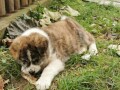 vrhunsko-zensko-stene-akita-inu-japanska-akita-small-4