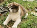 vrhunsko-zensko-stene-akita-inu-japanska-akita-small-2