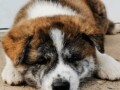 vrhunsko-zensko-stene-akita-inu-japanska-akita-small-1