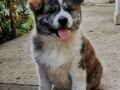 vrhunsko-zensko-stene-akita-inu-japanska-akita-small-0