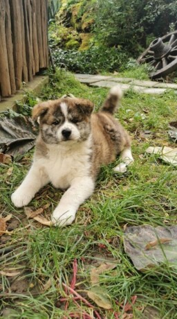 vrhunsko-zensko-stene-akita-inu-japanska-akita-big-3