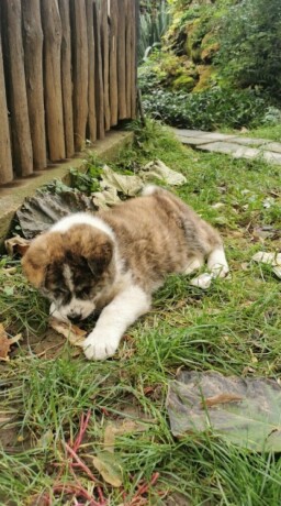 vrhunsko-zensko-stene-akita-inu-japanska-akita-big-4