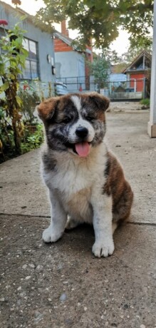 vrhunsko-zensko-stene-akita-inu-japanska-akita-big-0