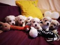 kovrdzavi-bison-bichon-frise-small-0