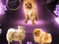 pomeranac-stene-small-0