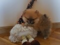 pomeranac-stene-small-2