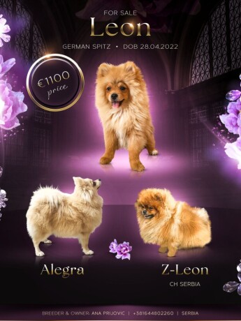 pomeranac-stene-big-0