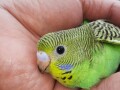 odgajivacnica-papagaja-i-sitnih-zivotinja-small-0