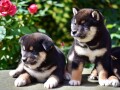 shiba-inu-small-3