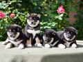 shiba-inu-small-0