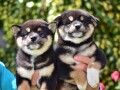 shiba-inu-small-1