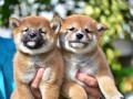 shiba-inu-small-4