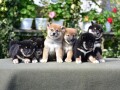 shiba-inu-small-2