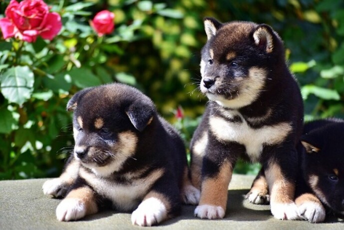 shiba-inu-big-3