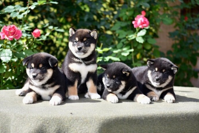 shiba-inu-big-0