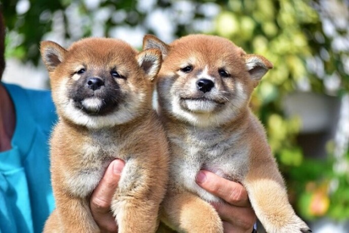 shiba-inu-big-4