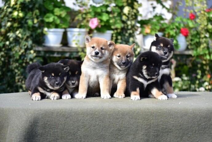 shiba-inu-big-2