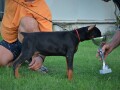 doberman-stenci-small-3