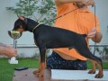 doberman-stenci-small-2