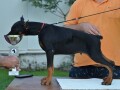 doberman-stenci-small-4