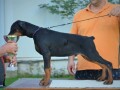 doberman-stenci-small-1