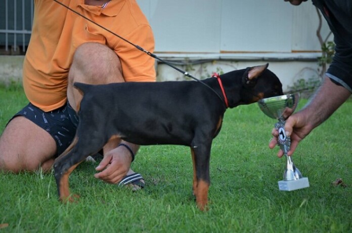 doberman-stenci-big-3