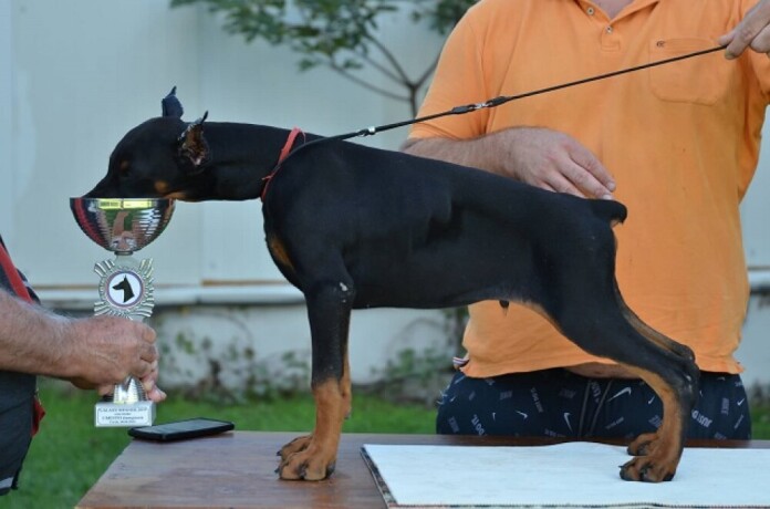 doberman-stenci-big-4