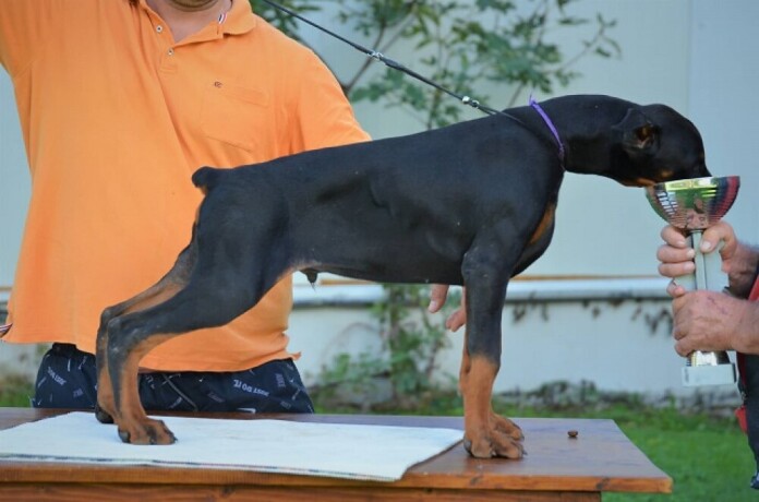 doberman-stenci-big-0