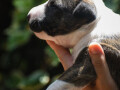 bull-terrier-stenci-small-2