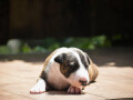 bull-terrier-stenci-small-3