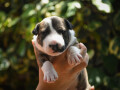 bull-terrier-stenci-small-1