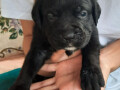 cane-corso-stenci-na-prodaju-small-3