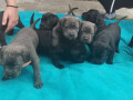 cane-corso-stenci-na-prodaju-small-1