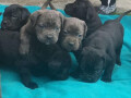 cane-corso-stenci-na-prodaju-small-0