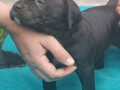 cane-corso-stenci-na-prodaju-small-2