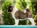 americka-akita-small-4