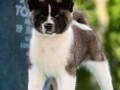 americka-akita-small-3