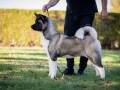 americka-akita-small-2