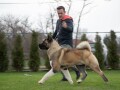 americka-akita-small-1