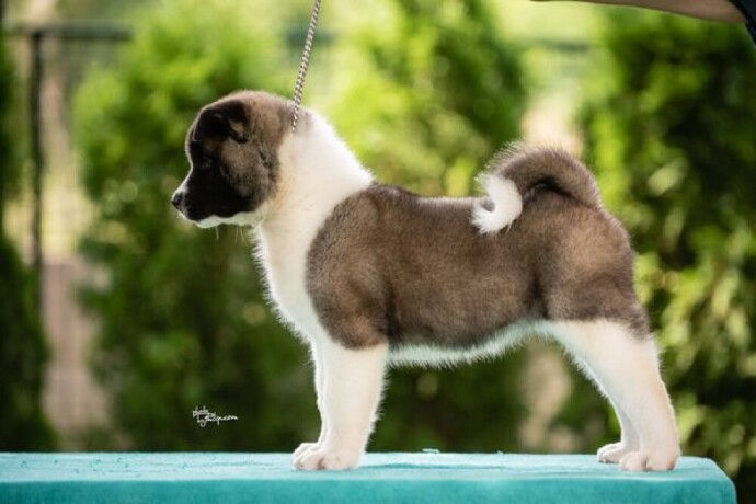 americka-akita-big-4