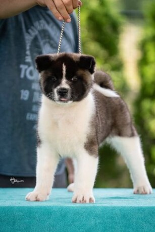 americka-akita-big-3