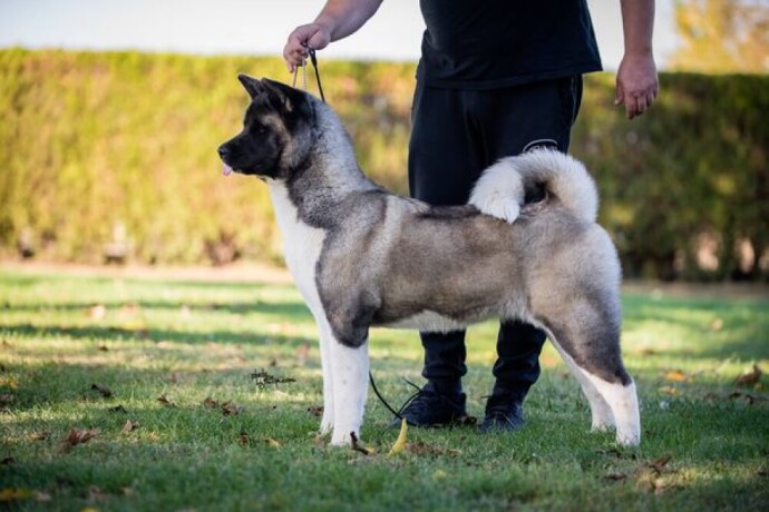 americka-akita-big-2