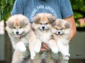 dugodlaki-akita-inu-small-2