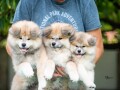 dugodlaki-akita-inu-small-0