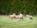 dugodlaki-akita-inu-small-4