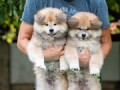 dugodlaki-akita-inu-small-3