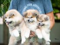 dugodlaki-akita-inu-small-1